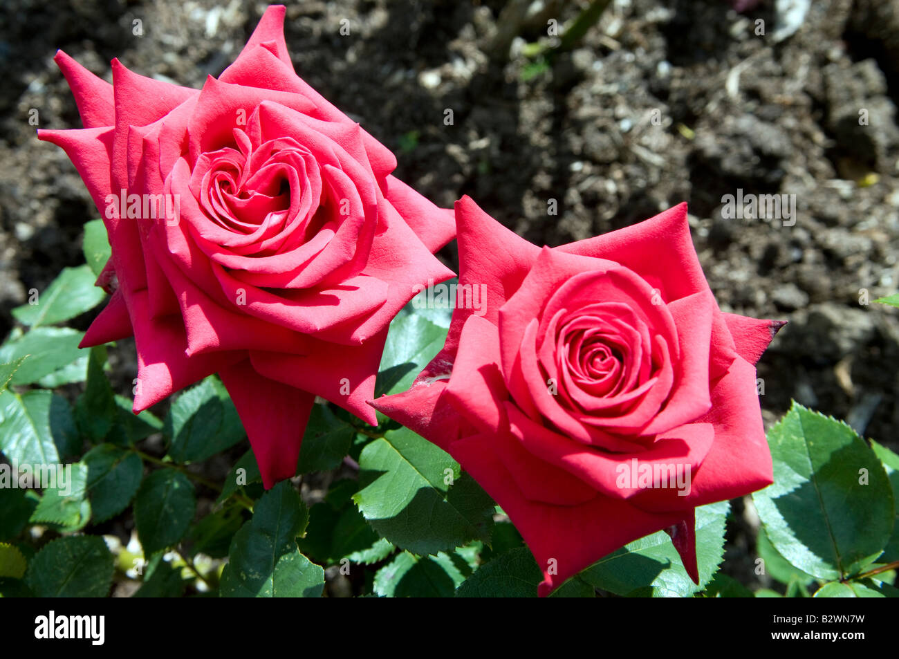 Rosa `National Trust` Stock Photo